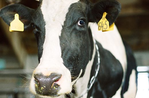 Kary za nadprodukcję mleka można rozłożyć na raty